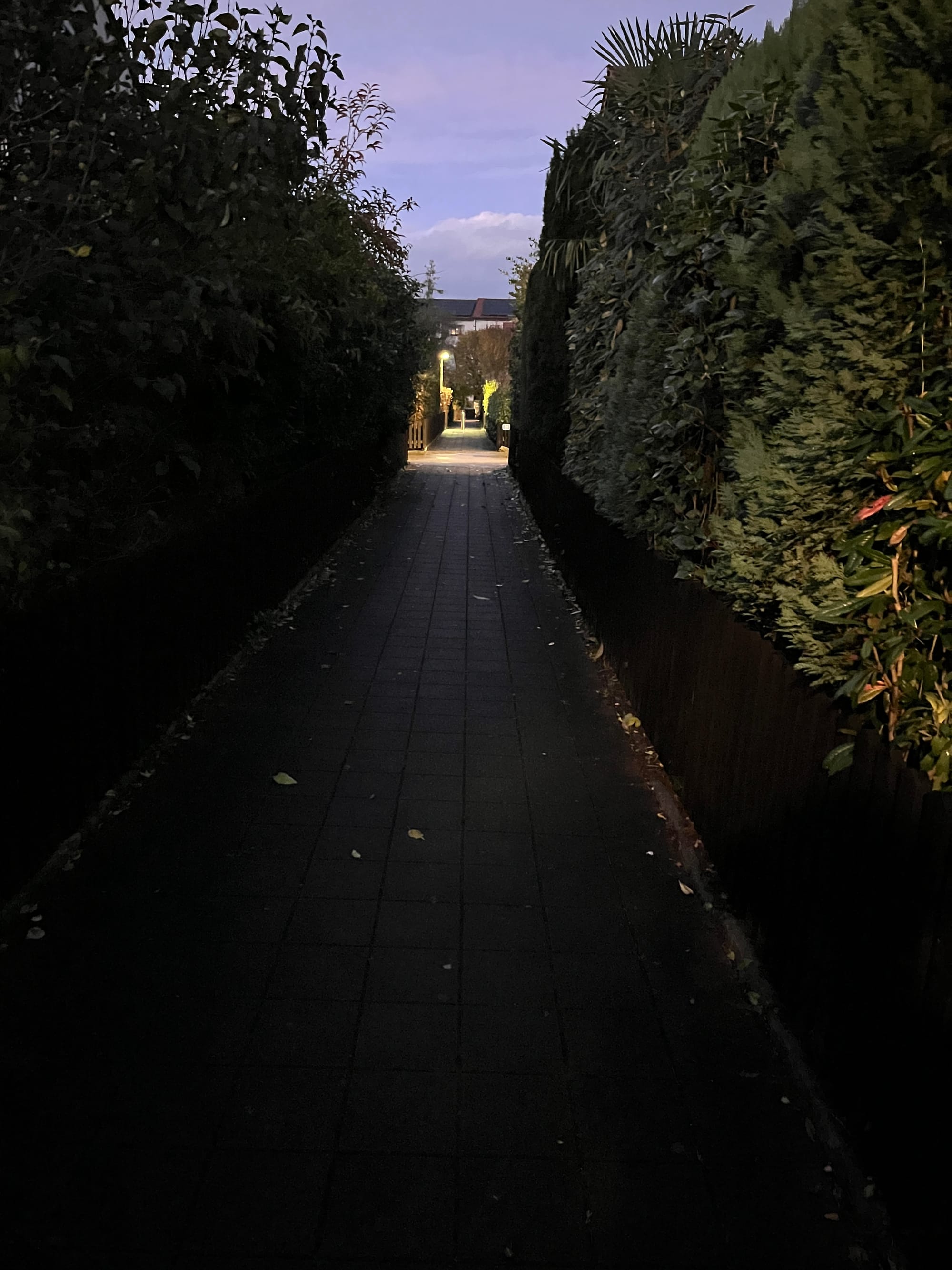 A path between two hedges, at dusk, with nobody on it and light in the distance.
