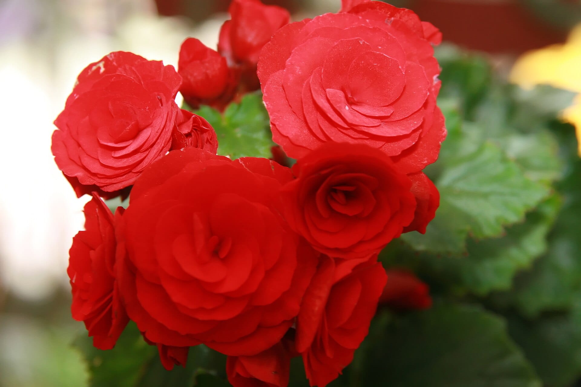 Closeup photo of red or scarlet begonias.
